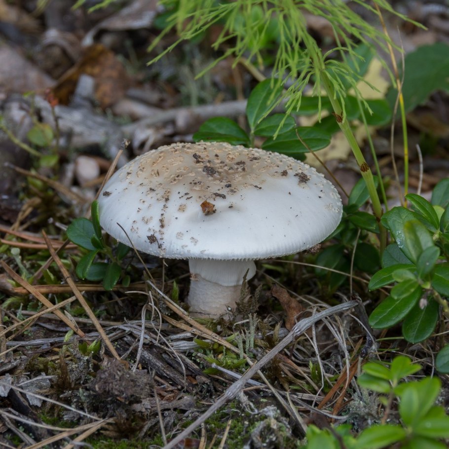 Amanita rubescens (мухомор краснеющий)