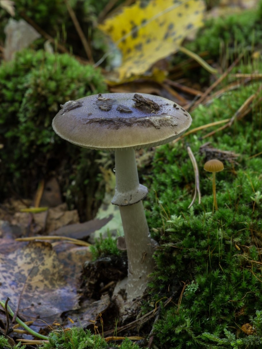 Мухомор серо-розовый и пантерный