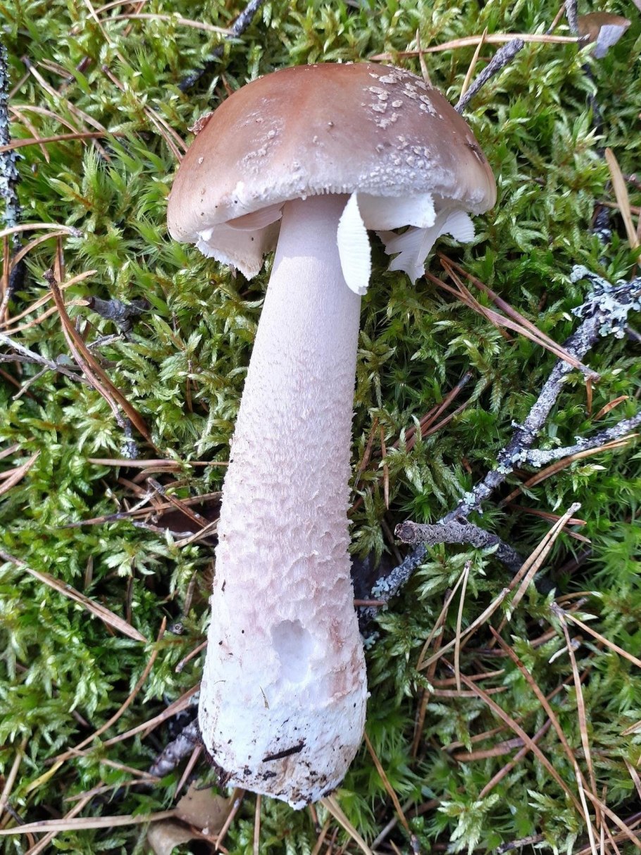 Amanita rubescens (мухомор краснеющий)