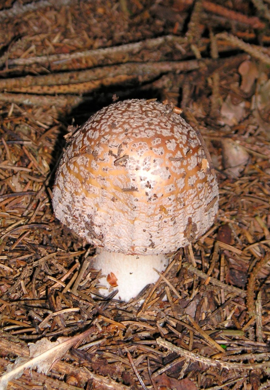 Мухомор Amanita muscaria