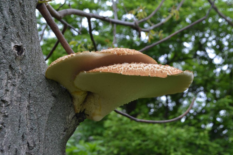 Трутовик ивовый