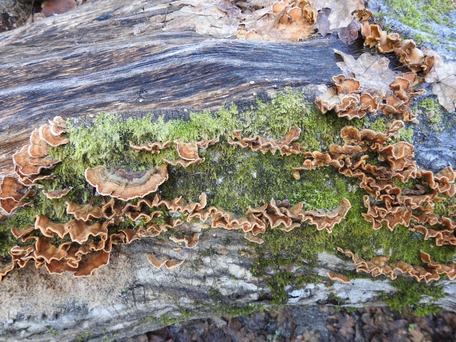 Трутовик чешуйчатка