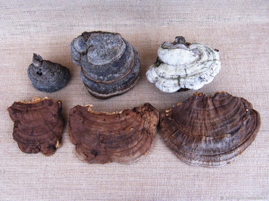 Кленовый трутовик