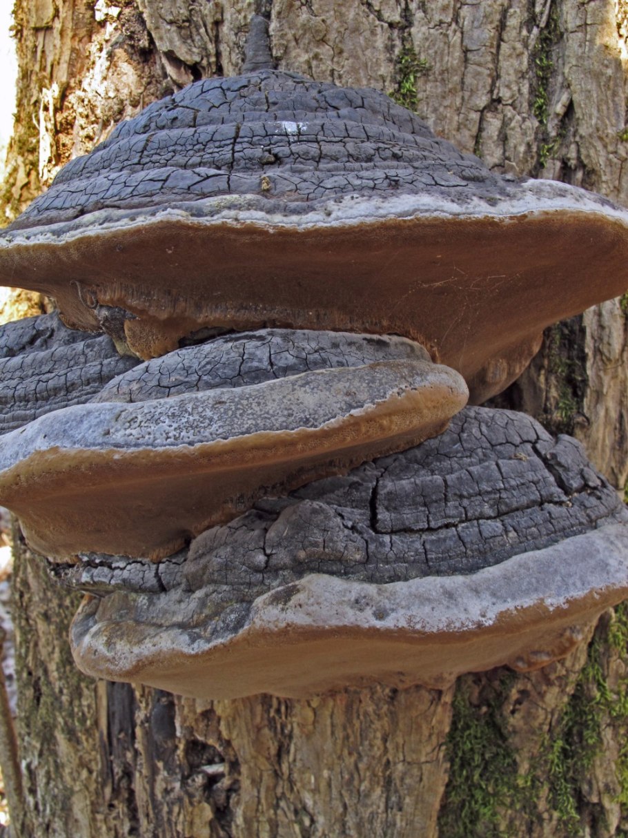 Phellinus igniarius