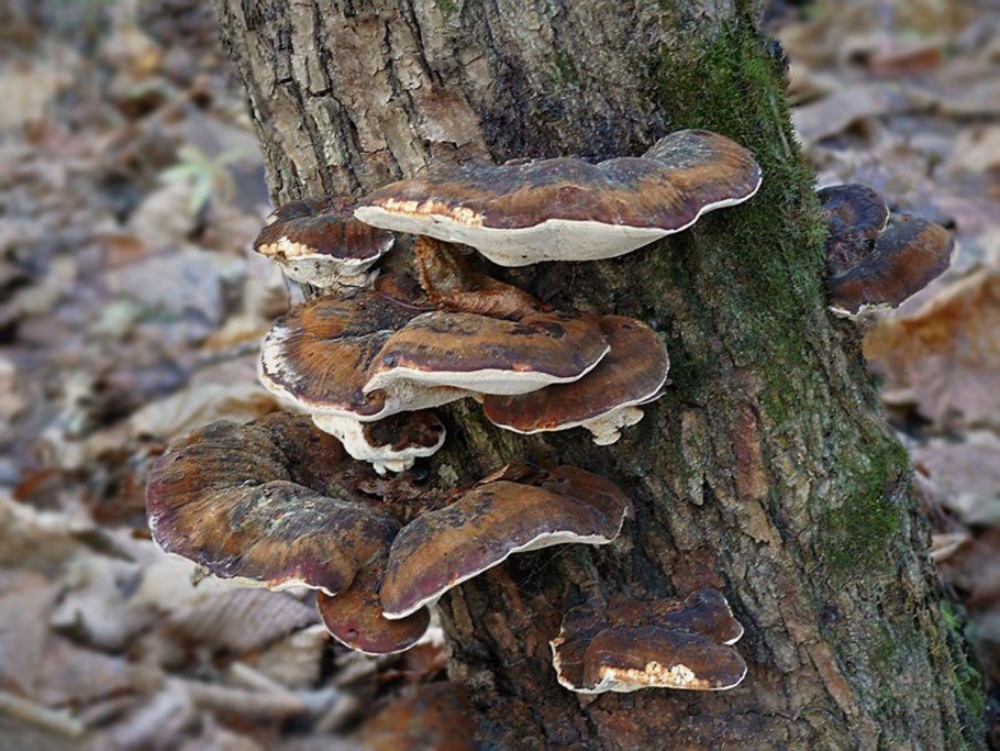 Phellinus igniarius