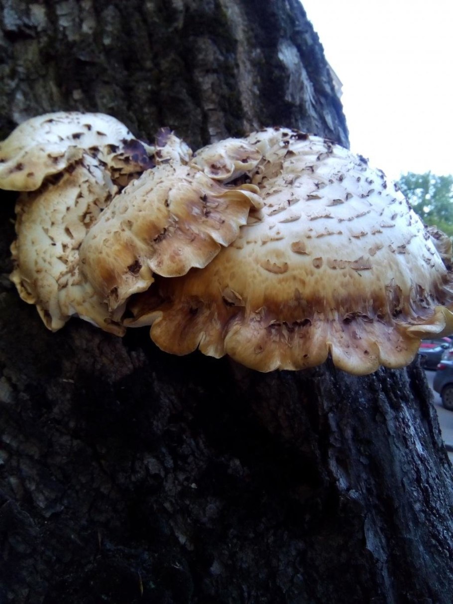 Трутовик серно-жёлтый