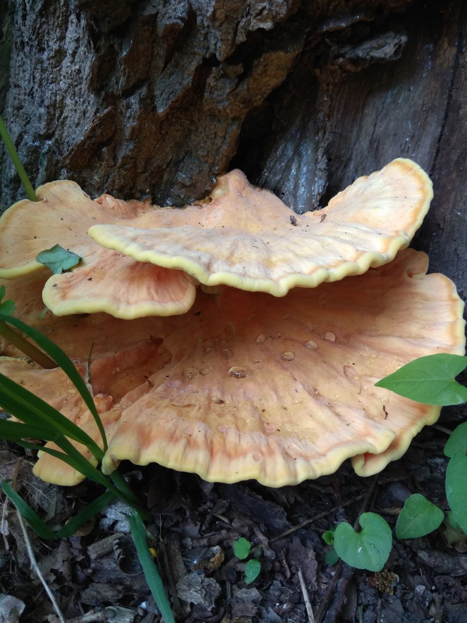 Грибы трутовик горбатый