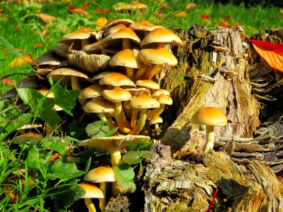 Ложноопёнок кирпично-красный