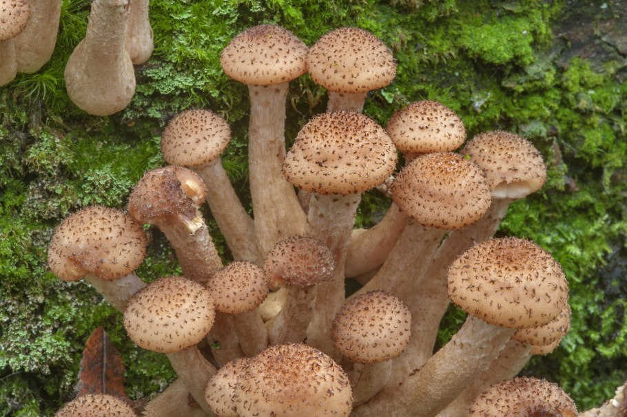 Опенок осенний (Armillaria mellea; Armillaria Borealis