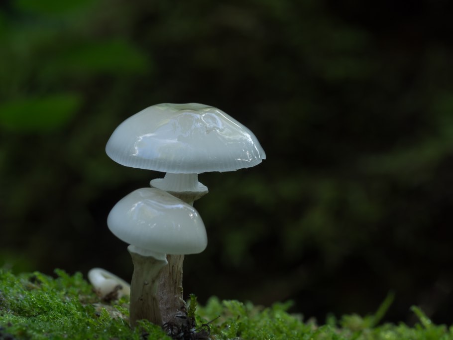 Удемансиелла бурокрайняя