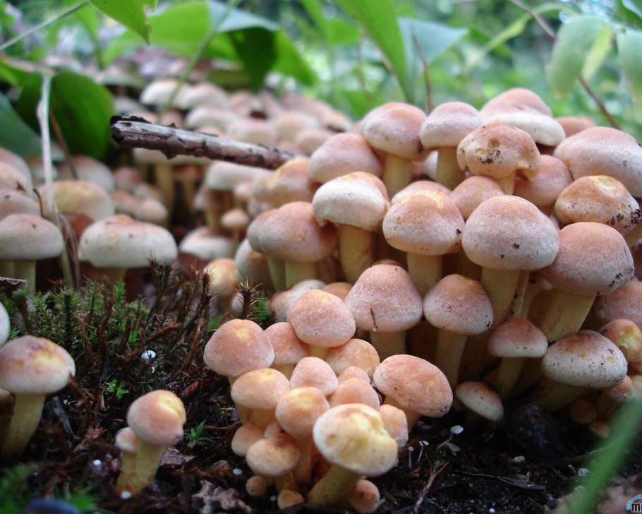 Опята Вязовики