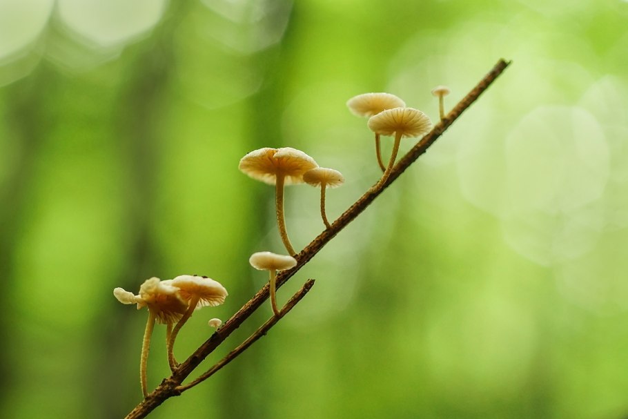 Галерина гриб похожий на опенок фото
