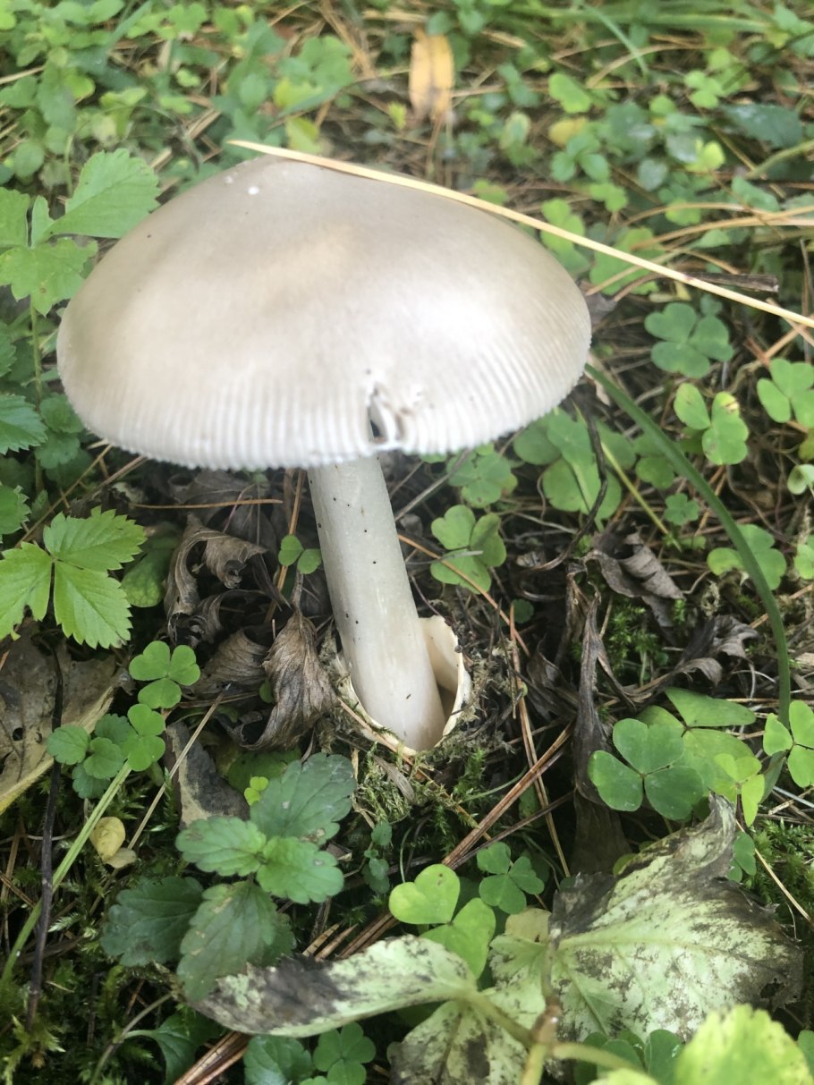 Грибы на пеньках