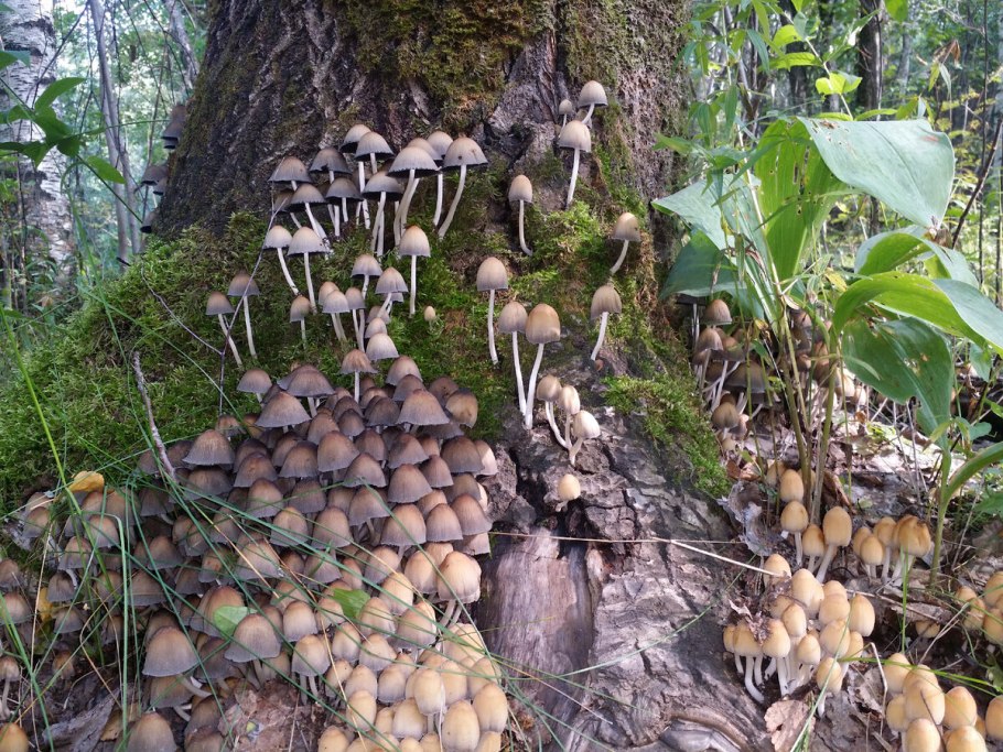 Грибы поганки опята