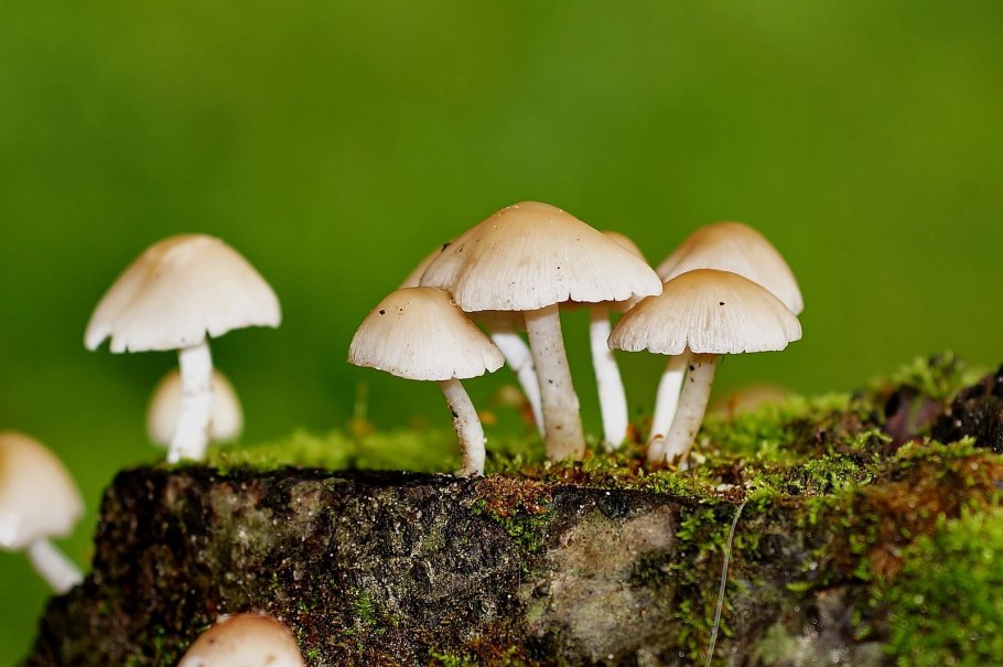 Поганки похожие на опята