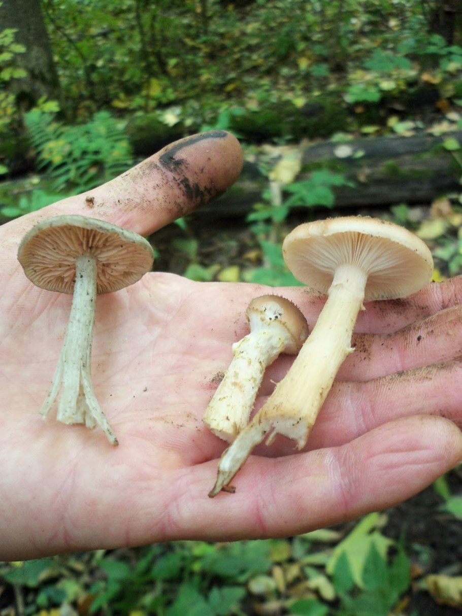 Поплавок серый гриб