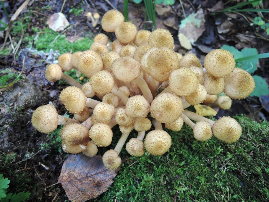 Опята и поганки