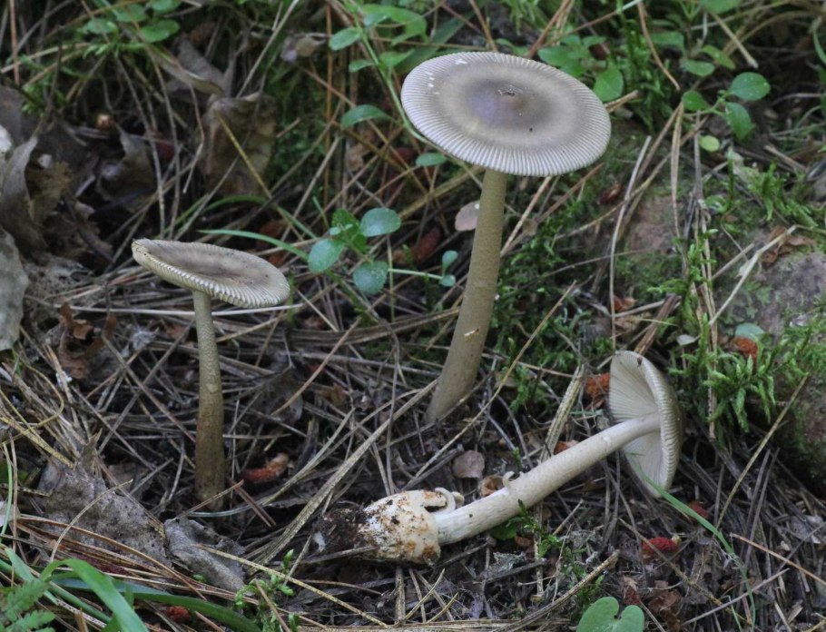 Мухомор зеленый или бледная поганка