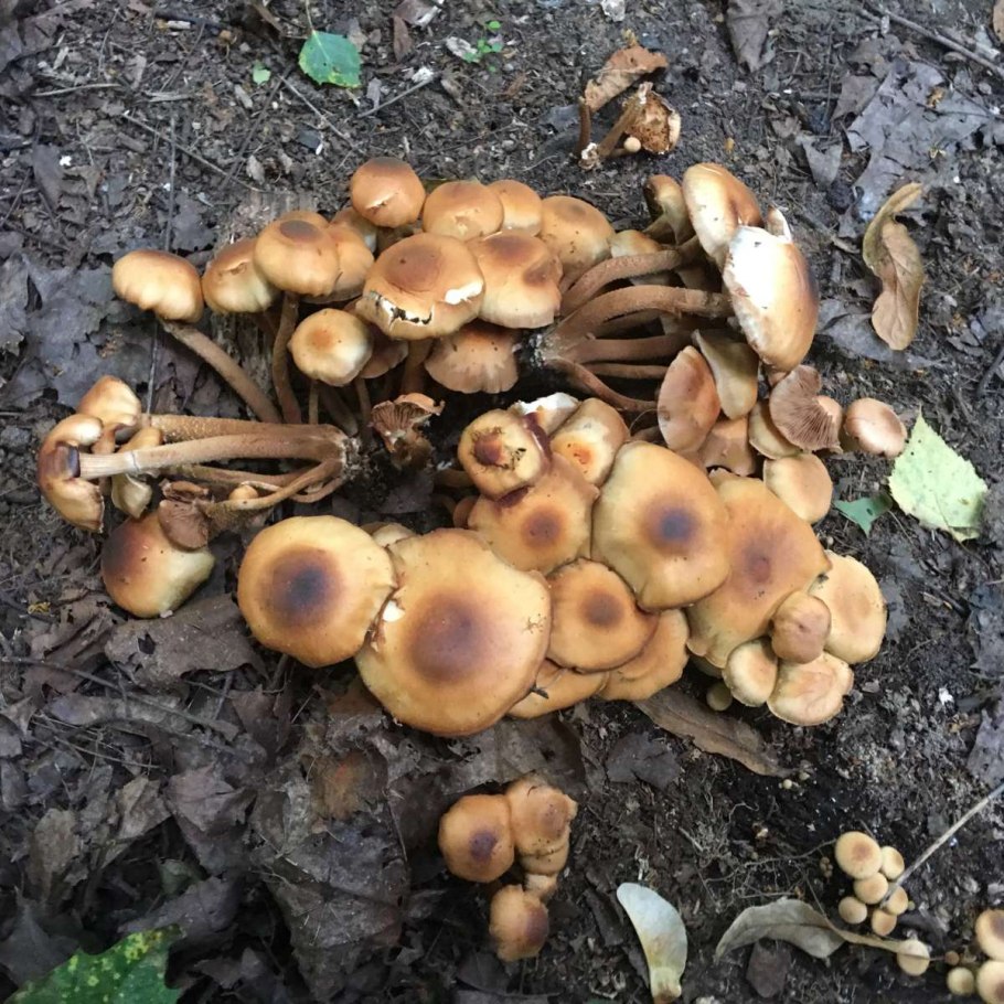 Сыроежки опята моховики