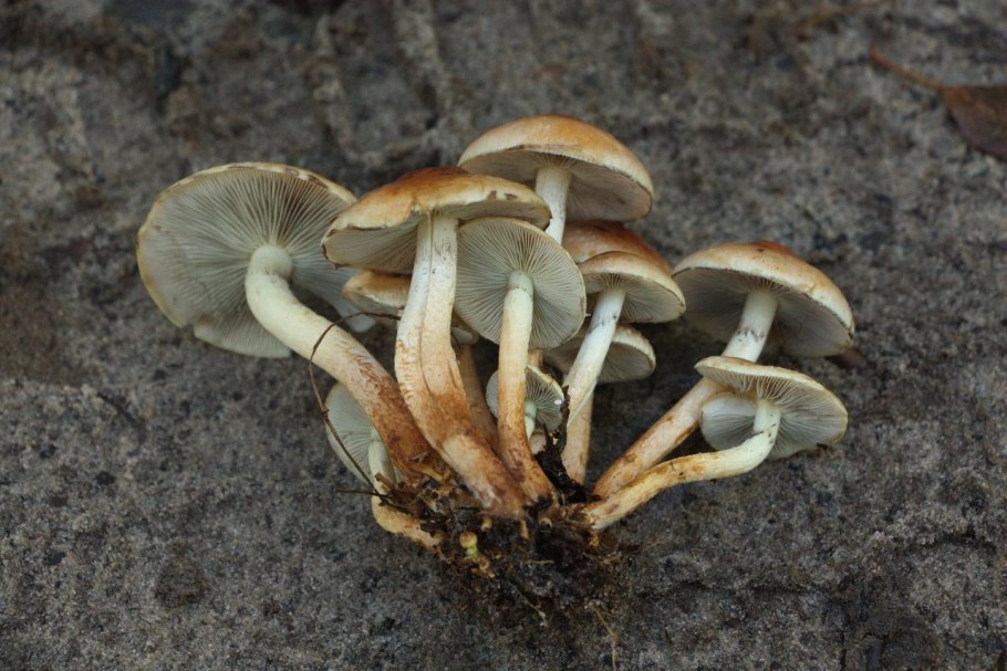 Несъедобные грибы Пермского края