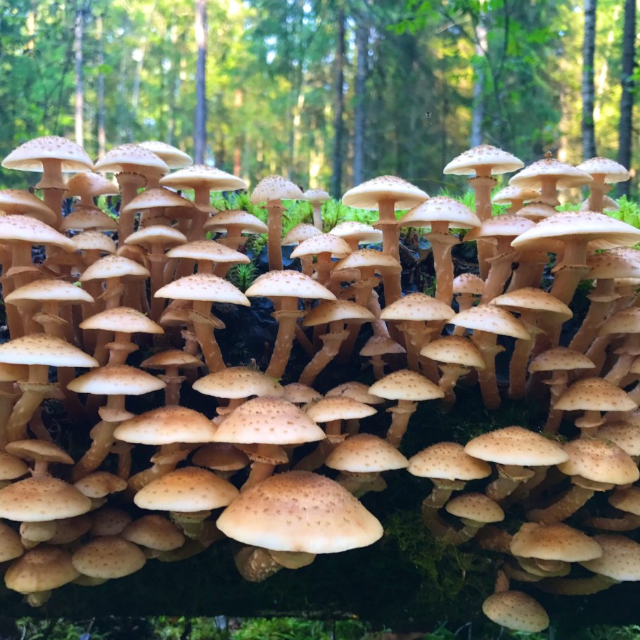 Поганка ложный опенок