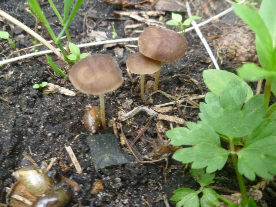 Опята рябыши