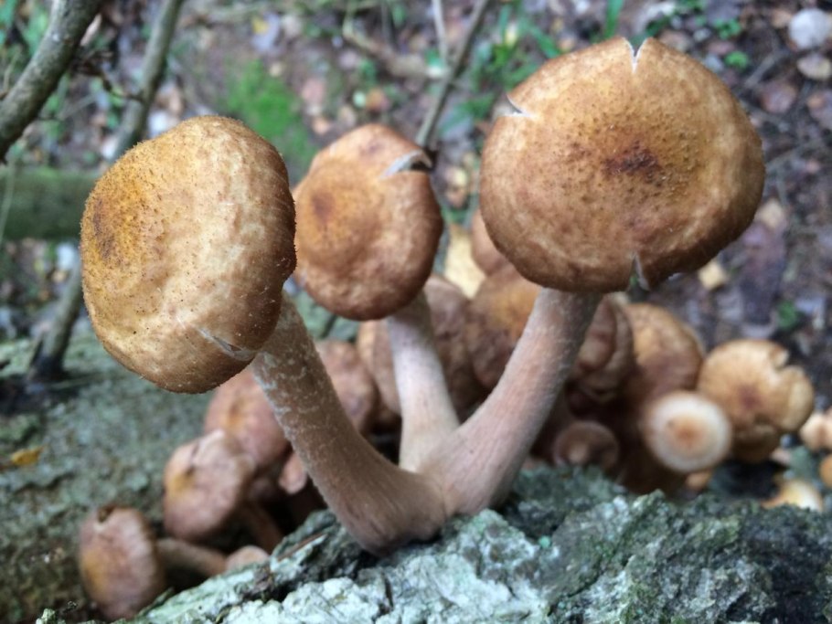 Опята и поганки