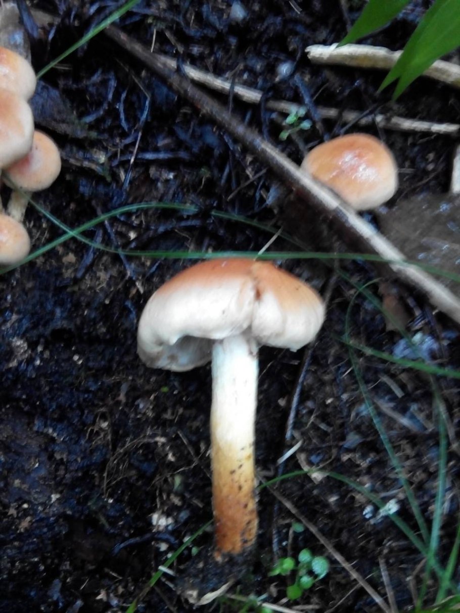Поганки похожие на опята прозрачные