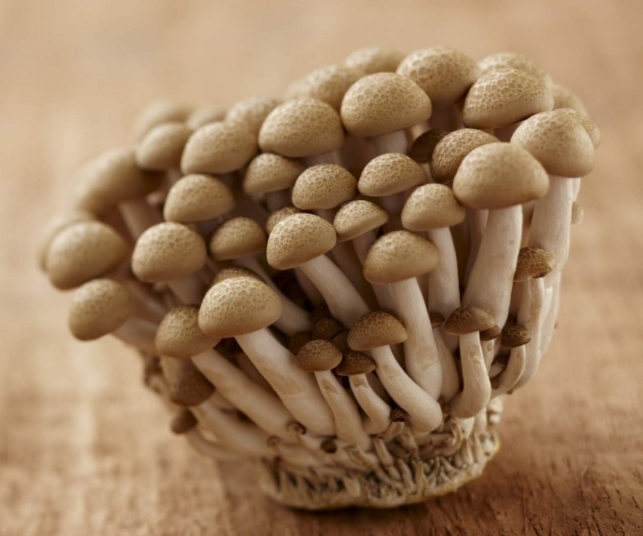 Грибы Beech Mushroom
