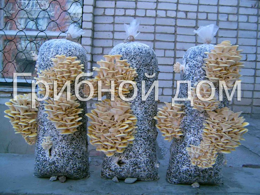 Грибы шиитаке на пеньках