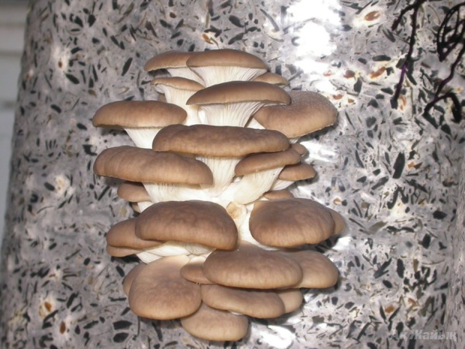 Грибоводство вешенки