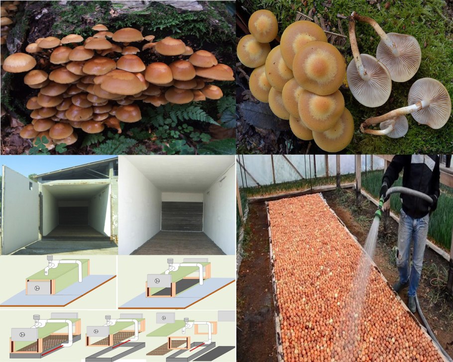 Грибы на приусадебном участке