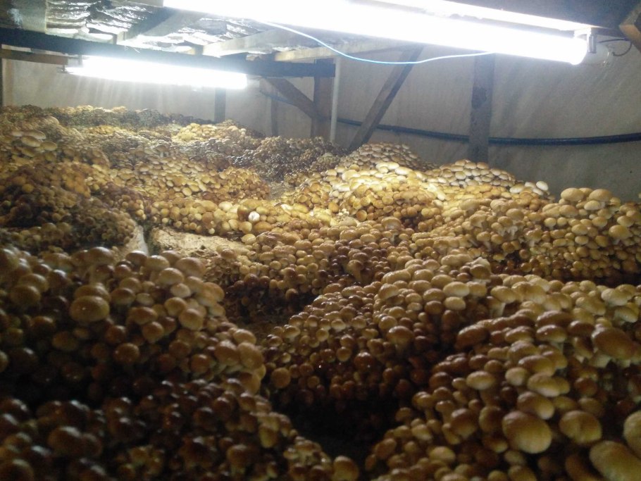 Семена грибов вешенки