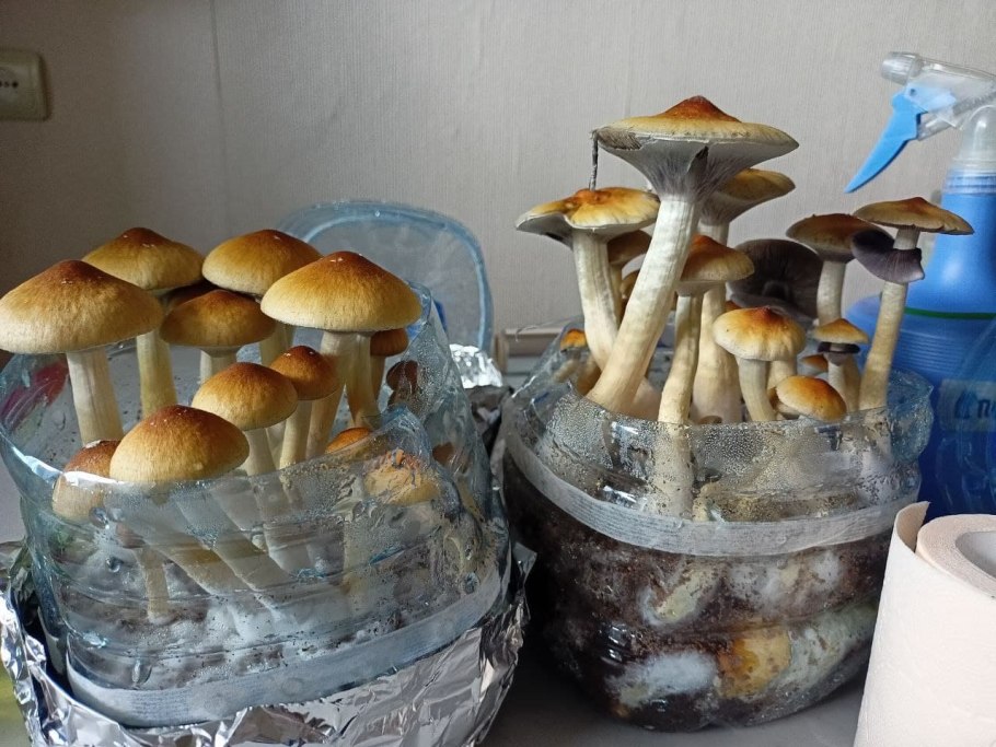 Грибы шиитаке грибница