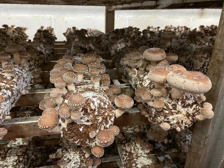 Опенок культивируемый гриб