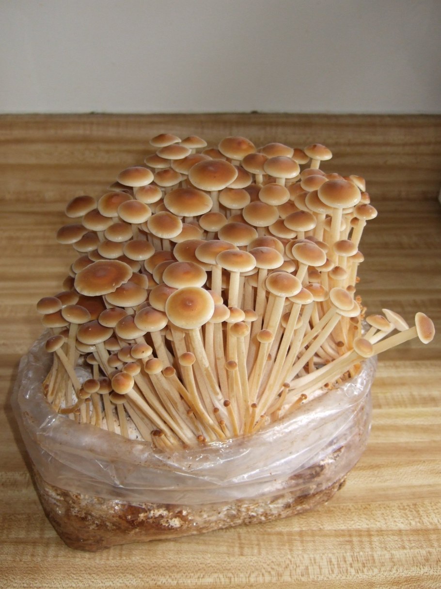 Эноки мицелий