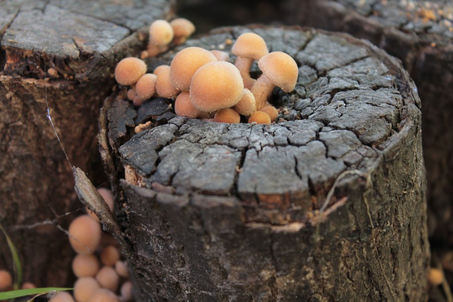 Грибной мицелий шампиньоны