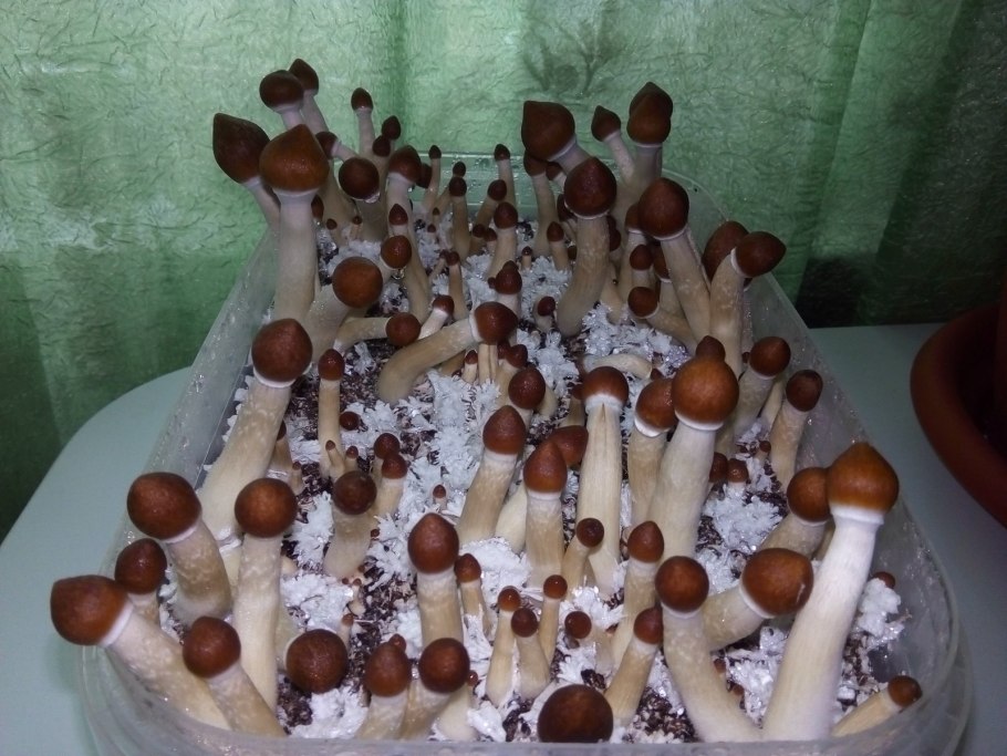 Псилоцибе кубенсис