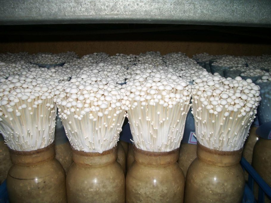 Грибы на участке