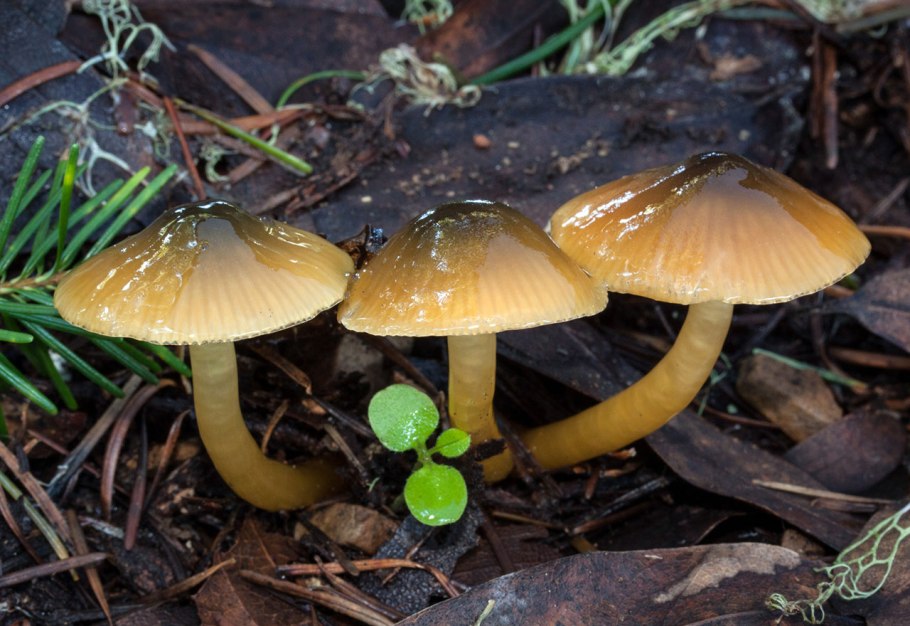 Гигроцибе пёстрая