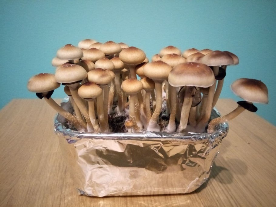 Опята на подоконнике