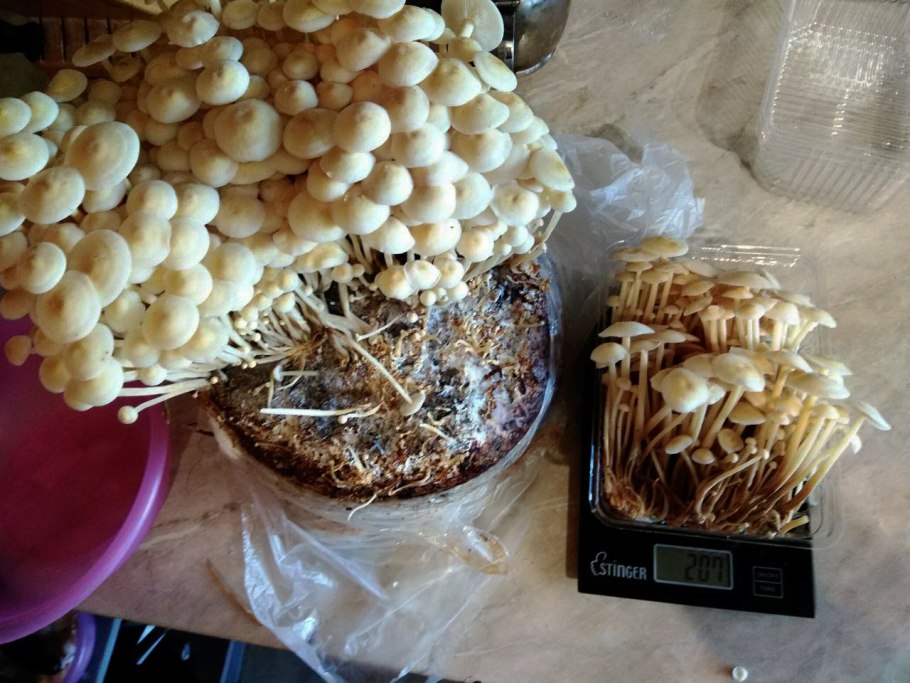 Грибница вешенки