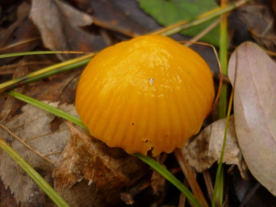 Gliophorus psittacinus