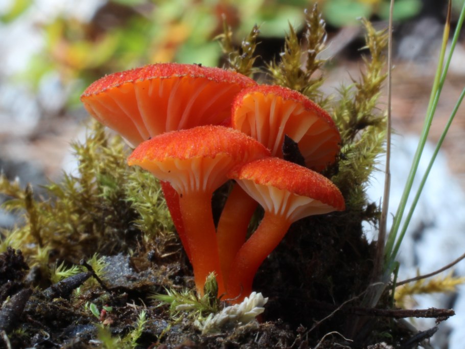 Гигроцибе (Hygrocybe)