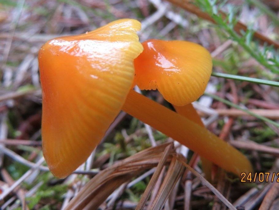 Гигрофор пятнистый Hygrophorus pustulatus