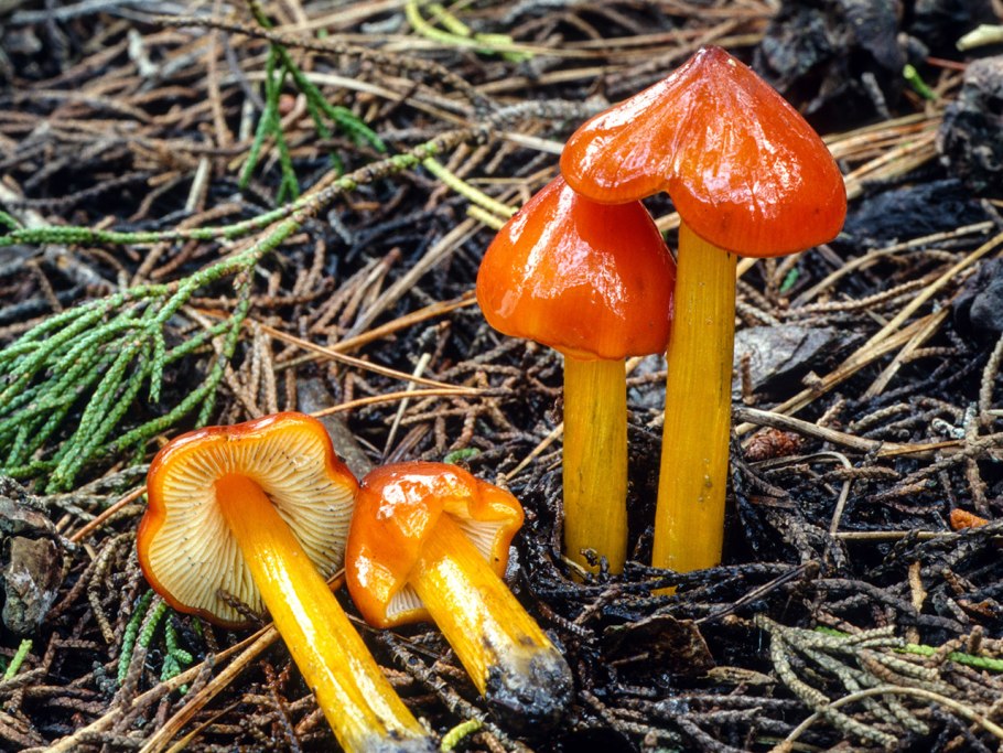 Гигроцибе (Hygrocybe)