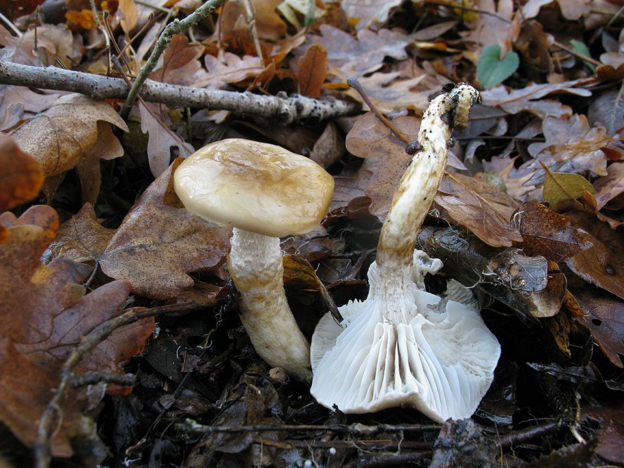 Гигрофор персона гриб