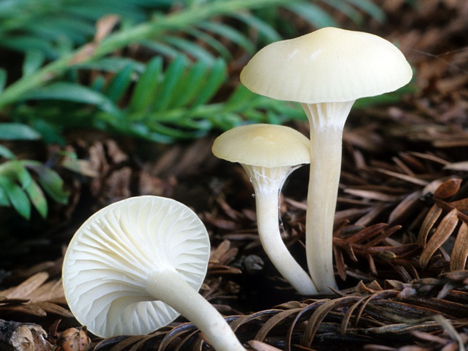 Гриб гигрофор красноватый