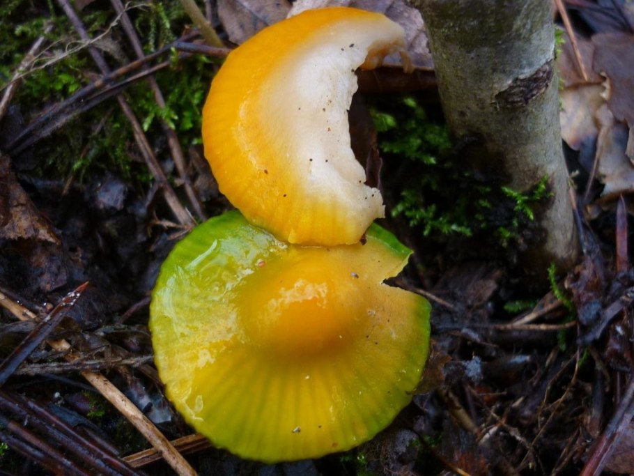 Гигроцибе коническая