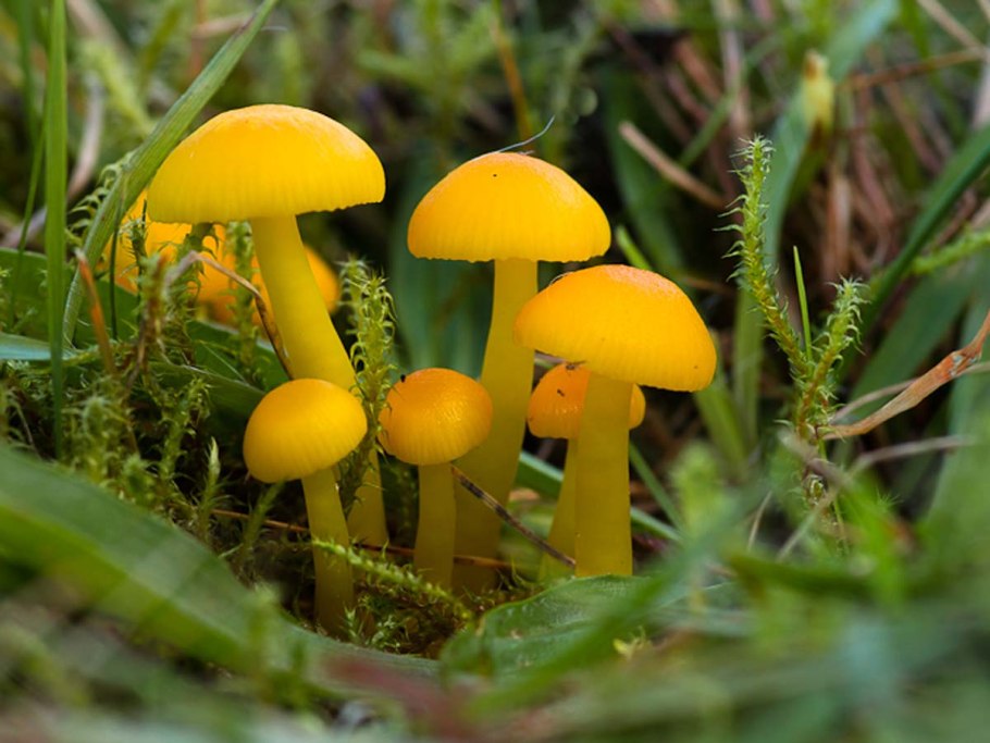 Грибы Ленинградской области гигрофор